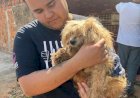 Ativista da causa animal Gabriel Fernando deixa a ONG Spaddes