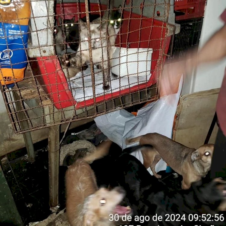 Homem é preso em flagrante e recebe multa de R$ 222 mil pelo crime de maus-tratos na zona sul de Marília. Indivíduo mantinha 48 gatos e 26 cães em gaiolas e cercados de madeira. 