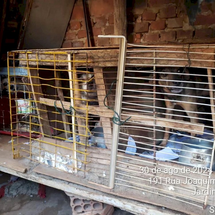 Homem é preso em flagrante e recebe multa de R$ 222 mil pelo crime de maus-tratos na zona sul de Marília. Indivíduo mantinha 48 gatos e 26 cães em gaiolas e cercados de madeira. 